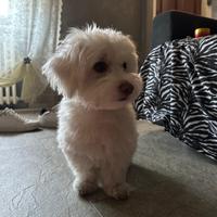 Maltese per accoppiamento