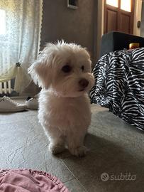 Maltese per accoppiamento