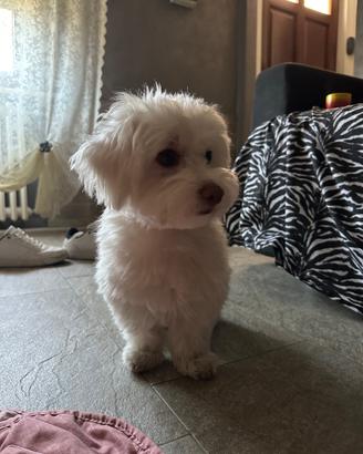 Maltese per accoppiamento