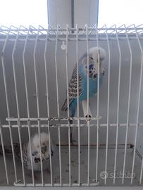 Coppia cocorita inglese