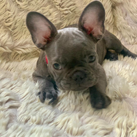 Bulldog francese