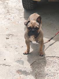 Bulldog francese
