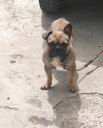Bulldog francese