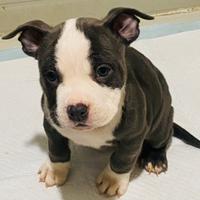 Cuccioli American bully