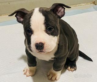 Cuccioli American bully