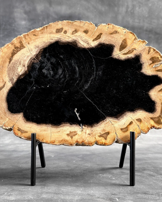 Legno fossile / Pietrificato (25.7 cm - 30 cm)