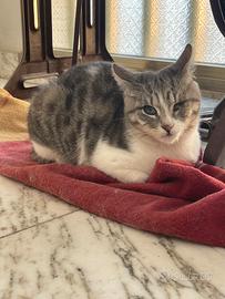 Gattina giovane