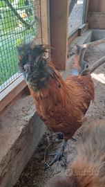 Gallo