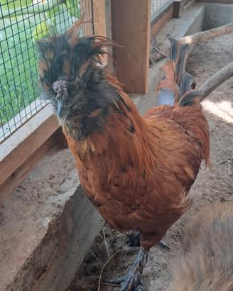 Gallo