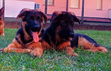 Cuccioli di pastore tedesco