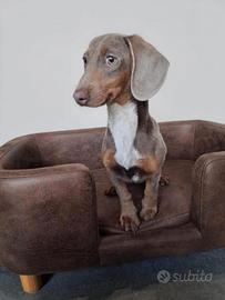 Bassotto kaninchen isabella