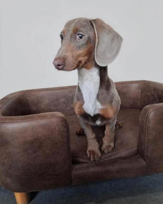 Bassotto kaninchen isabella