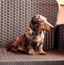 Bassottina arlecchino nano/kaninchen