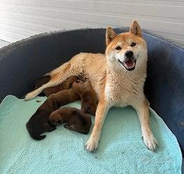 Shiba con pedigree ENCI alta genealogia