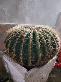 L’Echinocactus grusonii(Cuscino della Suocera),