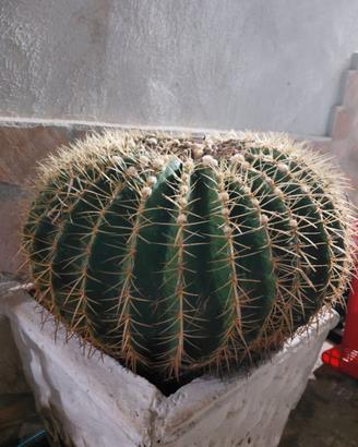 L’Echinocactus grusonii(Cuscino della Suocera),