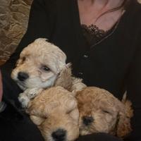 Barboncino ( femmina )