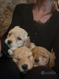 Barboncino ( femmina )