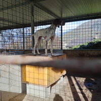Bracco pointer
