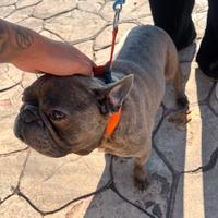 GRATIS (Da monta)BULLDOG FRANCESE