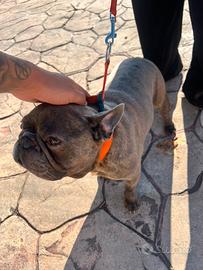 GRATIS (Da monta)BULLDOG FRANCESE