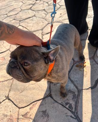 GRATIS (Da monta)BULLDOG FRANCESE