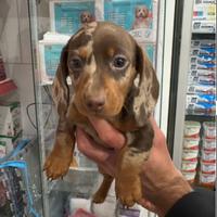 Cucciolo di bassotto keninken ciokomerle