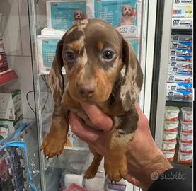 Cucciolo di bassotto keninken ciokomerle