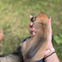 Cagnolini con incrocio tra Beagle e misto