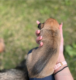Cagnolini con incrocio tra Beagle e misto