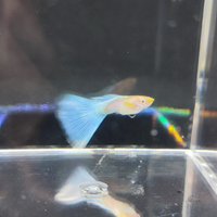 Guppy show albino sky blue topaz