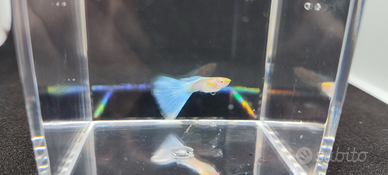 Guppy show albino sky blue topaz