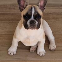 Bulldog francese