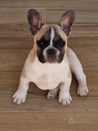 Bulldog francese