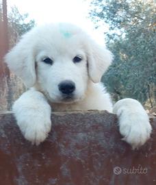Cucciolo maschio pastore abruzzese 