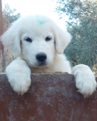 Cucciolo maschio pastore abruzzese 