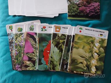 140 schede fiori e piante consigli coltivazione