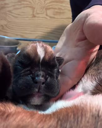 Cuccioli Boxer fulvi