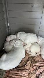 Cuccioli di dogo argentino