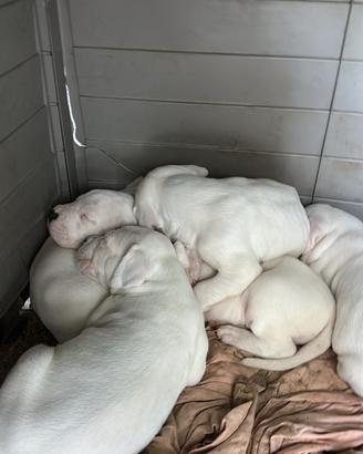 Cuccioli di dogo argentino