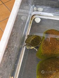 tartarugha d'acqua baby con acquario