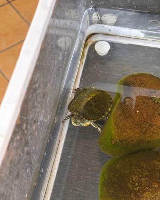 tartarugha d'acqua baby con acquario