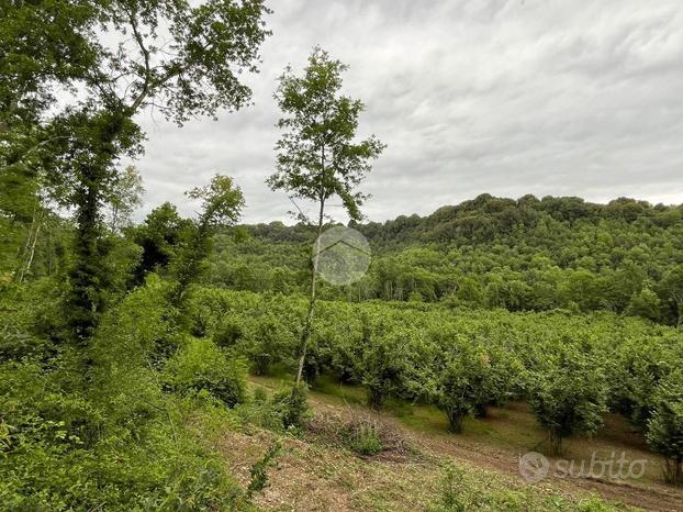 TER. AGRICOLO A GALLESE