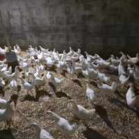 Vendita Galline allevate a terra e uova