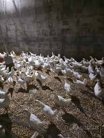 Vendita Galline allevate a terra e uova