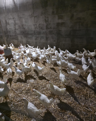 Vendita Galline allevate a terra e uova
