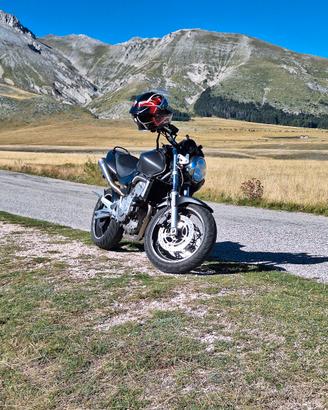 Honda hornet