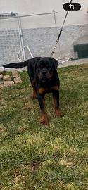 Cucciolo Rottweiler padigree