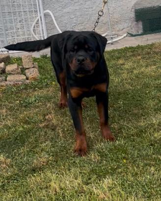 Cucciolo Rottweiler padigree