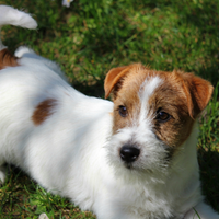Cuccioli jack russell terrier